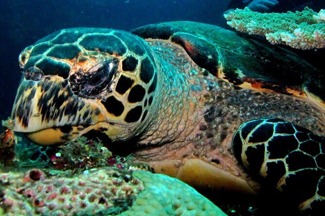 2 PADI Certified Dives at Tulamben from Bali - Coral Garden Morning and Lunch Break You’ll Actually Appreciate