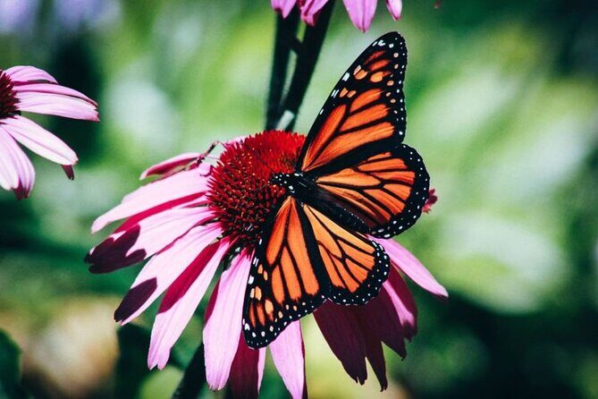 4-Hour Private Tour in Jatiluwih Terraces and Butterfly Park - Key highlights at a glance