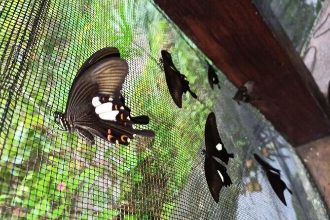 4-Hour Private Tour in Jatiluwih Terraces and Butterfly Park - What Makes the Private Setup Feel Different