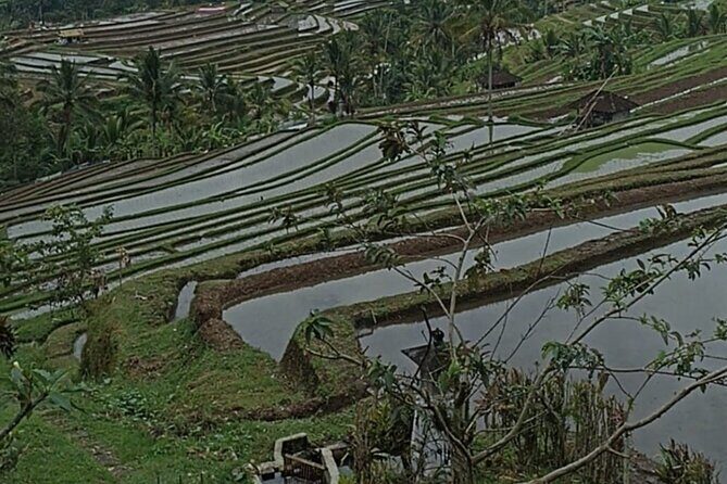4-Hour Private Tour in Jatiluwih Terraces and Butterfly Park - Stop 2: Jatiluwih Rice Terraces and the UNESCO Views