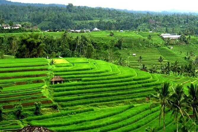 4-Hour Private Tour in Jatiluwih Terraces and Butterfly Park - Stop 3: Penatahan Hot Spring for a Soak-Style Break
