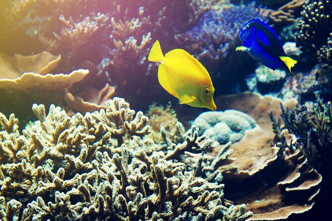 All Inclusive Bali Blue Lagoon Snorkeling with Lunch and Transport - What the 10-hour schedule really means for you