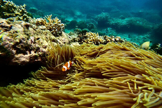 All Inclusive Snorkeling at Blue Lagoon with Lunch - Blue Lagoon Beach Snorkeling: Coral, Clownfish, Turtles