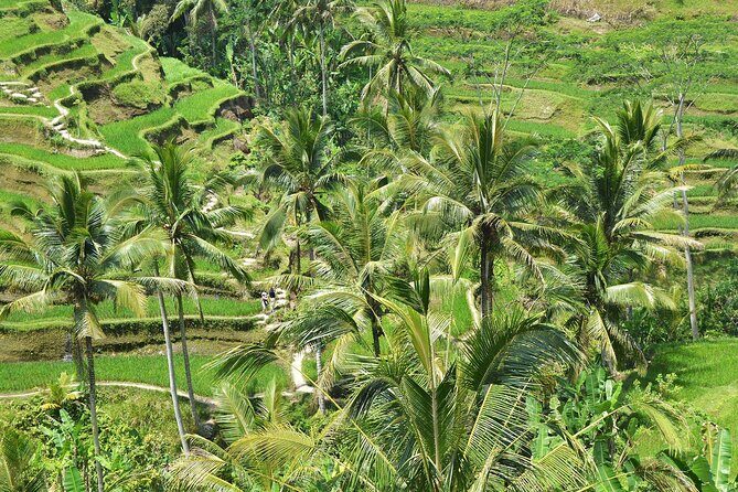 Bali Airport Arrival Transfer and Private Car Charter Combo - Getting the Most Out of the Day: Timing, Traffic, and Real Life