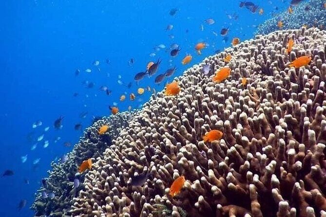 Bali Best Snorkeling at Blue Lagoon - Wildlife you might spot: sea turtles, reef sharks, and familiar reef fish