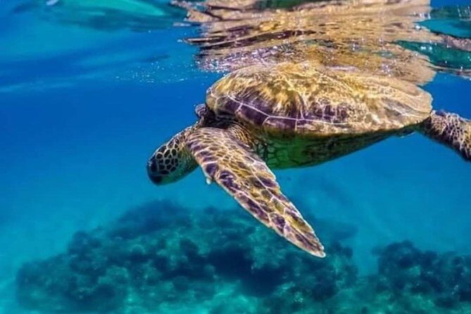Bali Best Snorkeling at Blue Lagoon - Who should book this snorkeling trip—and who might skip it