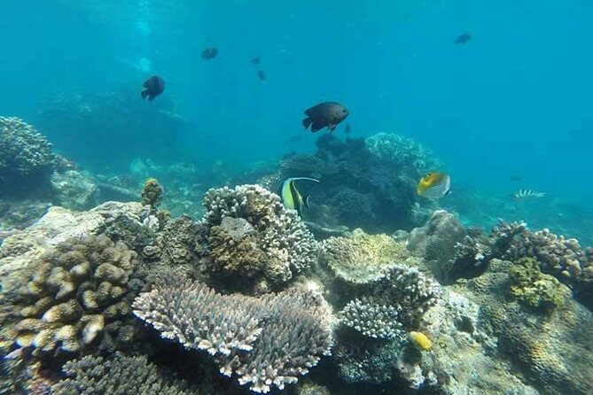 Bali Best Snorkeling at Blue Lagoon - Should you book Bali Best Snorkeling at Blue Lagoon?