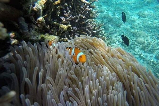 Bali Best Snorkeling at Blue Lagoon - Two hours in the water: what the plan actually feels like