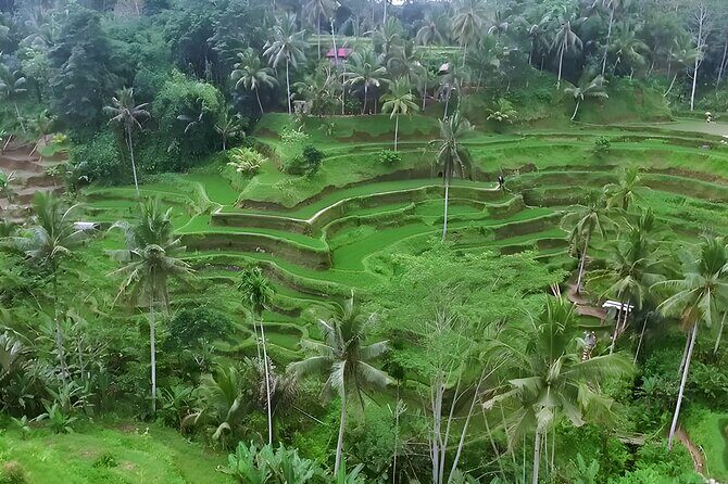 Bali Full-Day Car Charter: Ubud and Kintamani Volcano Trip - Stop 2: Tirta Empul Temple and Bali’s Purification Spring