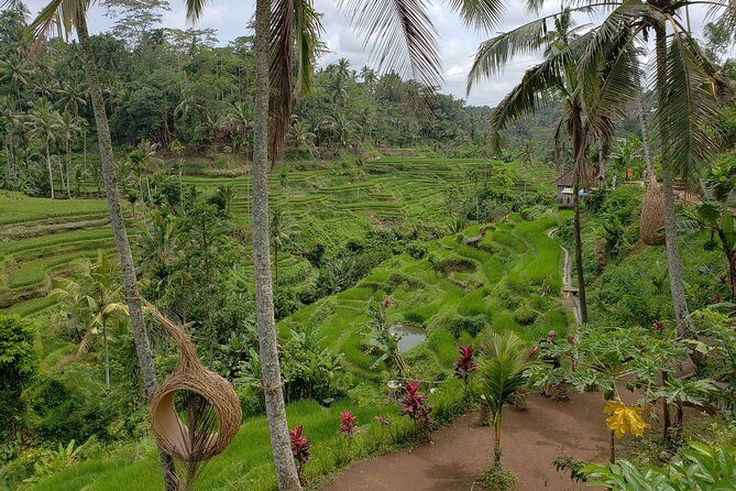 Bali Full Day Holy Water Tour - Stop 6: Kintamani lunch with Mt. Batur views
