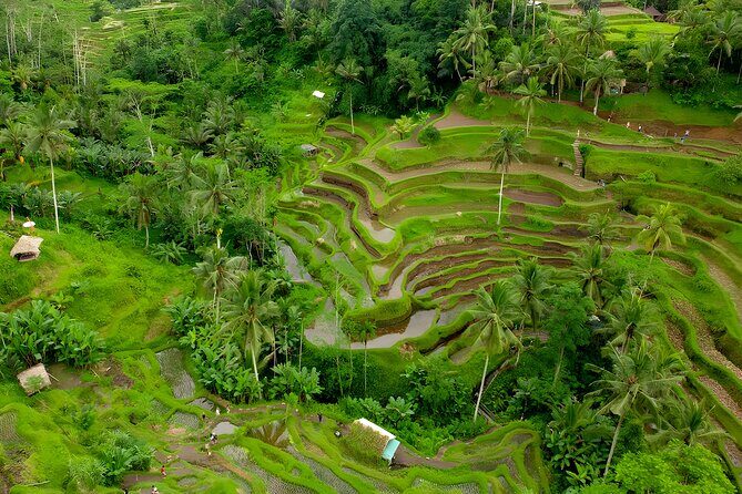 Bali Full Day-Tour: Ubud Sightseeing Trip - Tirta Empul Temple: Holy Spring Energy and a Good-vs-Evil Tale
