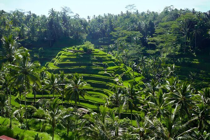 Bali Half Day-Tour: Ubud Night Trip Packages - Stop 1: Tegalalang Rice Terrace before the night sets in