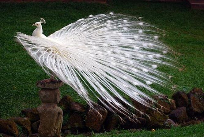 Bali Highlights : Nature, Waterfall, Rice Terraces and Volcano - Your Bali highlights day: what it’s really like