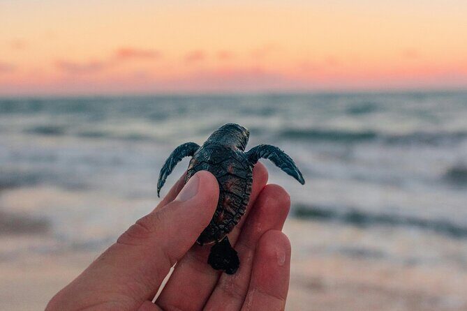 Bali Horse Riding and Turtle Release at Saba Beach - Key things to love about this Bali Horse Riding and Turtle Release day