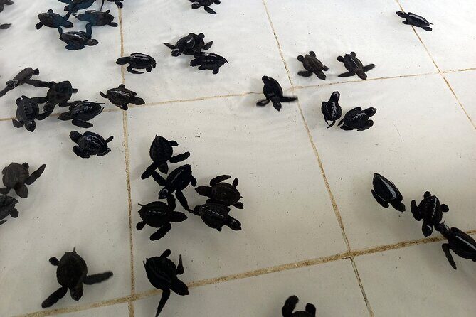 Bali Horse Riding and Turtle Release at Saba Beach - Stop 2: Saba Beach horseback riding on black sand