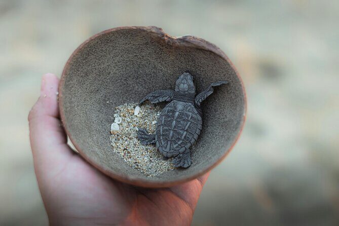 Bali Horse Riding and Turtle Release at Saba Beach - Tegenungan Waterfall: photos, cooling off, and a final memory maker