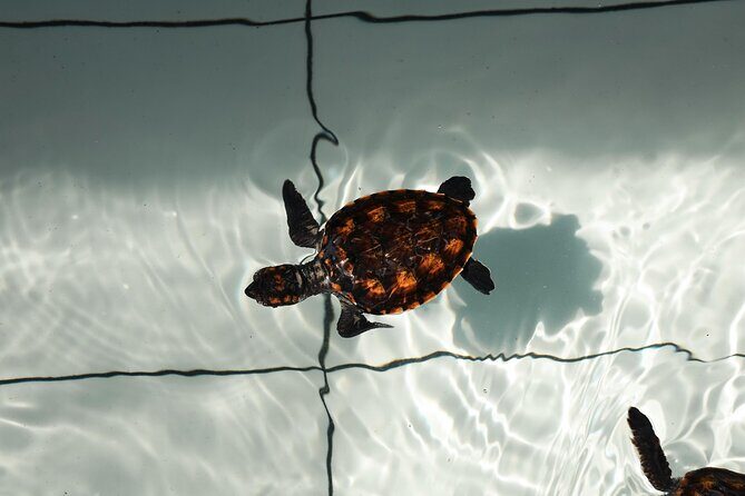 Bali Horse Riding and Turtle Release at Saba Beach - Stop 1: Saba Asri Turtles Conservation and the lesson before the release