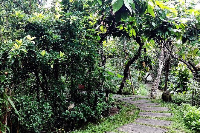 Bali in 1-Day : Rice Terrace, Volcano, Tanah lot - All Inclusive - The simple idea: a full Bali day without the bus chaos