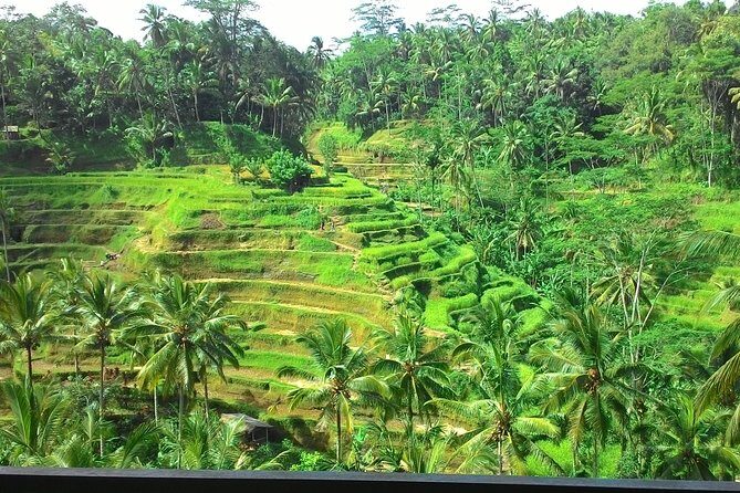 Bali in 1-Day : Rice Terrace, Volcano, Tanah lot - All Inclusive - Stop 1: Bali Charm orientation and the first smooth handoff