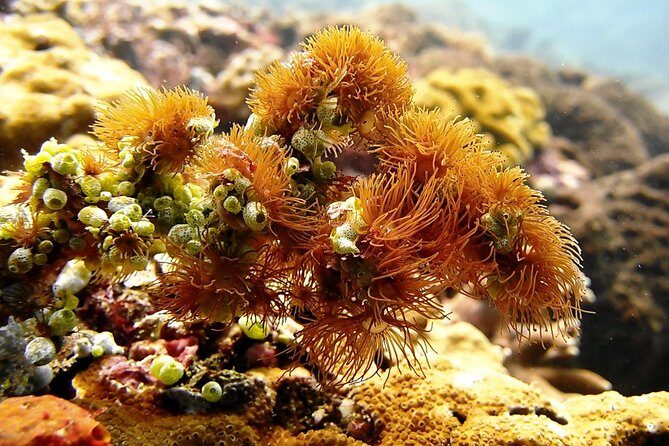 Bali Scuba Diving at Padang Bai for Certified Diver - From boat to water: what the two guided sessions are like