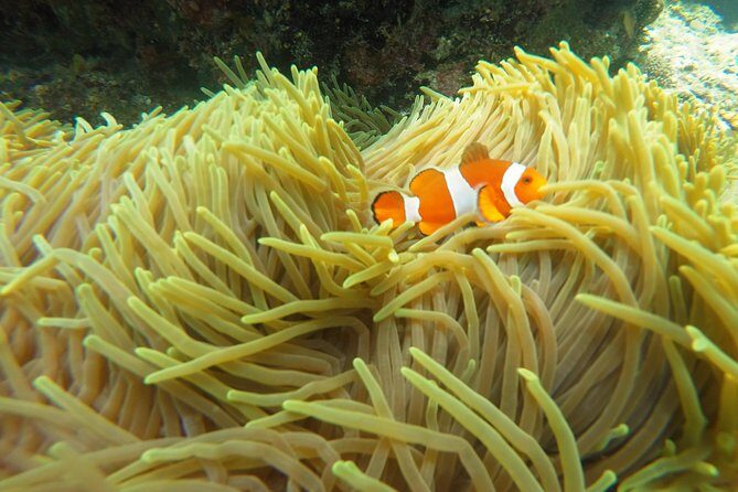 Bali Scuba Diving at Padang Bai for Certified Diver - Gear, insurance, and the reef tax: what’s included (and what isn’t)