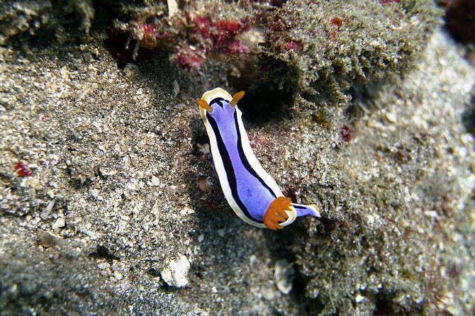 Bali Scuba Diving at Padang Bai for Certified Diver - GoPro upgrade: your choice to document without slowing the day