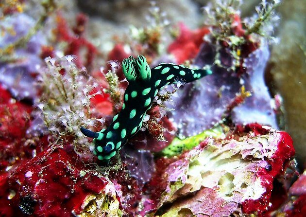 Bali Scuba Diving at Padang Bai for Certified Diver - Getting picked up smoothly: Kuta to Nusa Dua plus Sanur