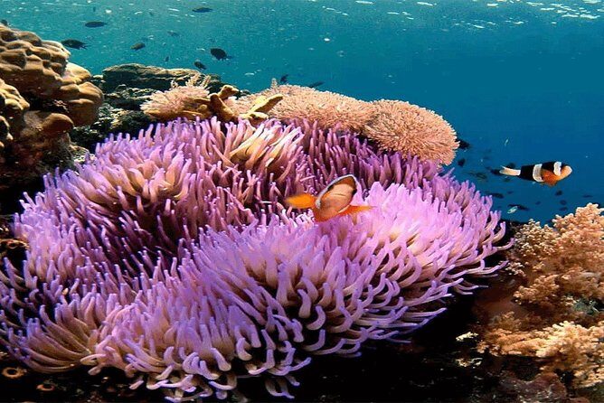 Bali Snorkeling Blue Lagoon and Tanjung Jepun All Included - Key highlights worth knowing