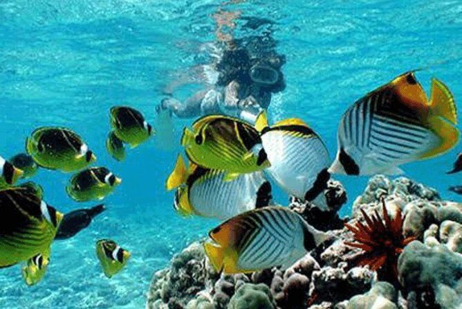 Bali Snorkeling Blue Lagoon and Tanjung Jepun All Included - Stop 1 at Tanjung Jepun: shallow water, close fish action