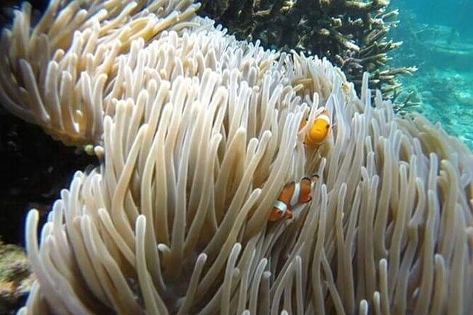 Bali Snorkeling Blue Lagoon with lunch &Optional waterfall Visit - Snorkeling at Tanjung Jepun: Your First Water Time