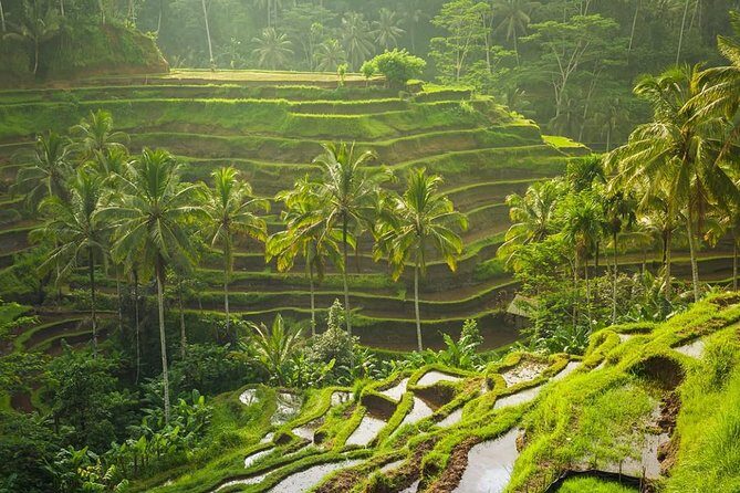 Bali Tribal Private Tour - Experience the best of Ubud, Bali - Sacred Monkey Forest Sanctuary: temples, jungle, and macaques