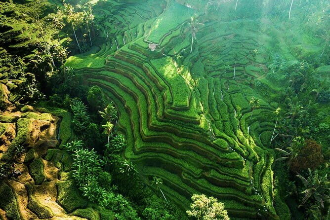 Bali: Ubud (Temple, Spring, Rice Terraces, & Waterfall) - Key points before you go