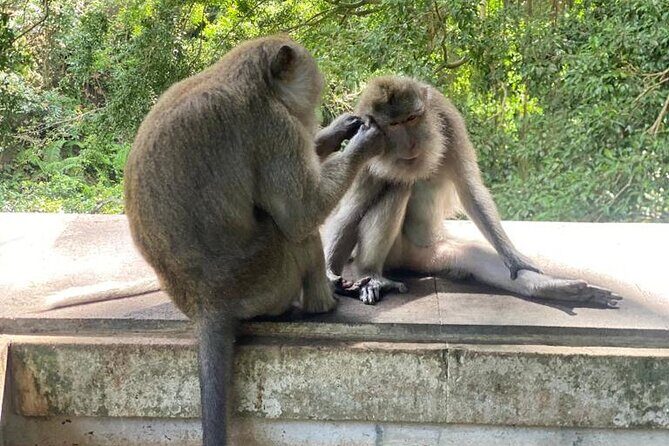 Best Of Ubud Private Day Tour With Local Guide - Stop 3: Sacred Monkey Forest Sanctuary and how to stay in control