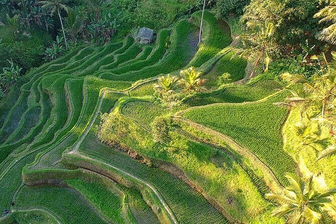 Best of Ubud: Rice Terrace, Temple and Waterfall Private Tour - Sacred Monkey Forest Sanctuary: temples in the trees, and rules that matter