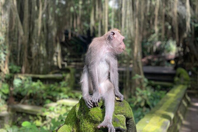 Best of Ubud Sightseeing Private All Inclusive Tour - Stop 1: Sacred Monkey Forest Sanctuary with long-tailed macaques