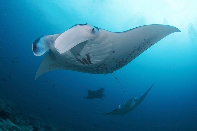 Day Trip Discover Scuba dive in Nusa Penida 2 dives (From Sanur - South Bali) - Discover scuba in Nusa Penida: what this day trip really offers