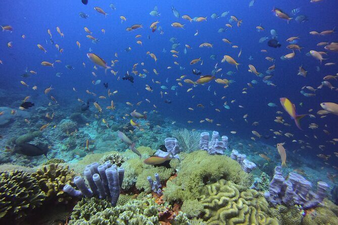 Day Trip Discover Scuba dive in Nusa Penida 2 dives (From Sanur - South Bali) - Sanur to Nusa Lembongan: the fast-boat rhythm (and why it matters)
