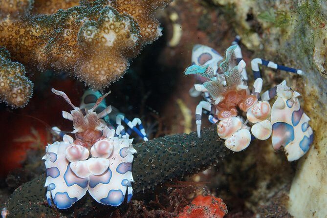 Day Trip Snorkeling in Tulamben - Explore Liberty Wreck (pick up in South Bali) - Tulamben and the USS Liberty: why this day trip works for snorkelers