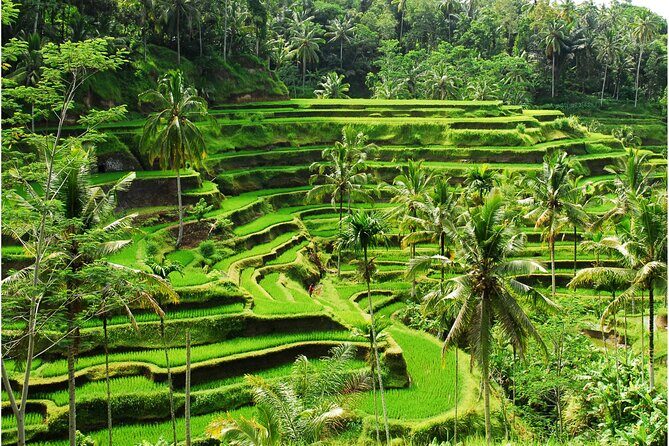 Discover Ubud: 2 Days Ubud Private Tour - Lunch at D Alas Warung: A View, the Swing, and a Real Break
