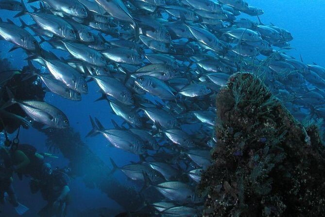 Dive at Tulamben Bali USS Liberty Ship Wreck - Why Tulamben’s USS Liberty fits so many scuba goals