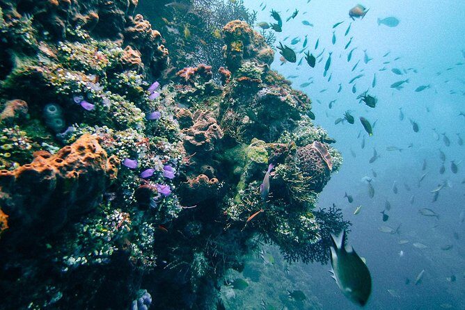 Dive at Tulamben Bali USS Liberty Ship Wreck - USS Liberty wreck: coral, fish, and possible turtle sightings on metal hulls