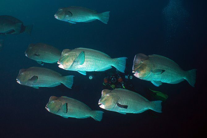 Diving at Tulamben Liberty Shipwreck 2 dives for certified divers - Key highlights you’ll feel fast