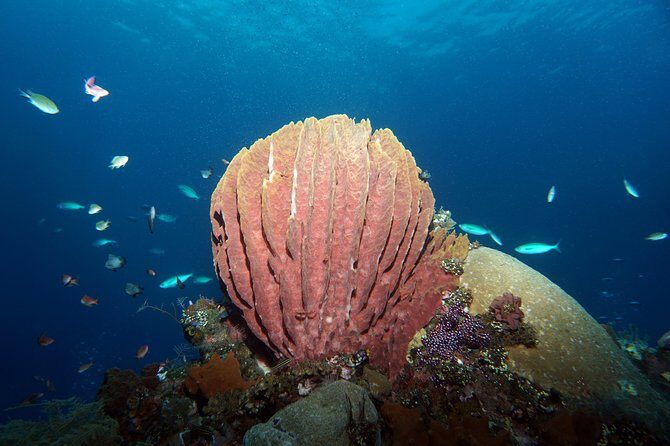 Diving at Tulamben Liberty Shipwreck 2 dives for certified divers - What you’ll actually see around the Liberty