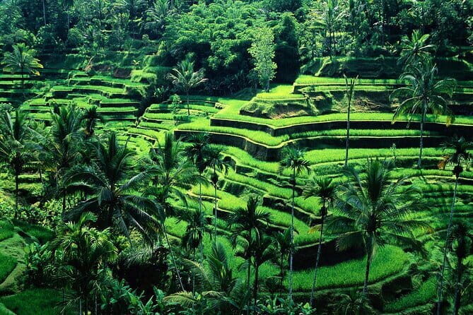 Full Day ATV Ride, Monkey Forest,Tegalalang Rice Terrace - Key points before you go