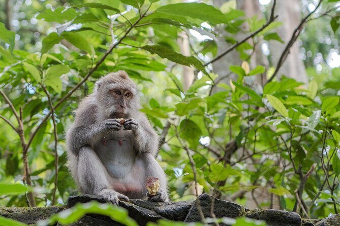 Full-Day Highlights and Best of Ubud Village - Lunch in Ubud Village: How to Make It Part of the Experience