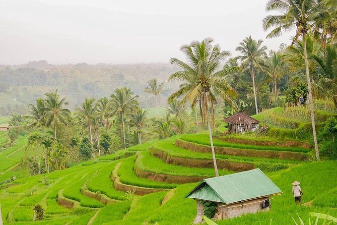 Full-Day Private North Bali Tour with Free WiFi - Jatiluwih Green Land: UNESCO terraces with breathing room