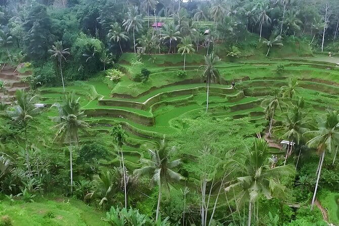 Full Day Private Tour to Ubud Waterfall and Uluwatu Sunset - Uluwatu Temple on the cliff: 70 meters above the ocean and a procession of monkeys