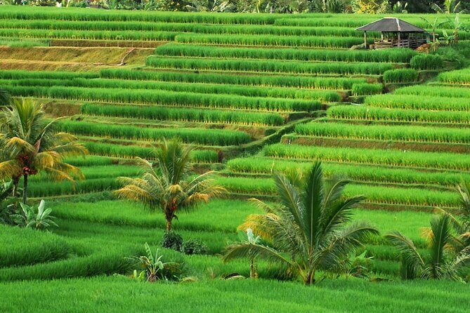 Full Day Private Water Temples Tour in Bali - Why This Private Water Temples Route Works So Well From Kuta