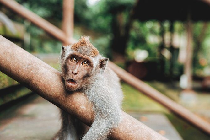 Full day Tour to Best of Ubud with jungle swing - Ubud Stop 1: Sacred Monkey Forest Sanctuary with real local energy