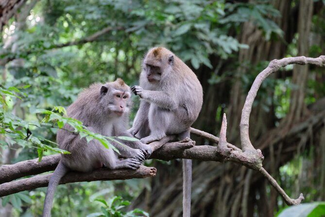 Goa Gajah / Elephant Cave Temple And Ubud Tour - All Inclusive - D’Alas Swing: A Jungle-View Photo Stop That Doesn’t Stall the Day